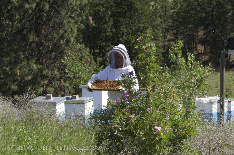 Honey & Wine: Arlo’s Honey Farm at Tantalus Vineyards