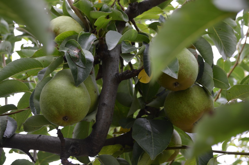 An Orchard Walk: U-Picking Okanagan Fruit {Video}